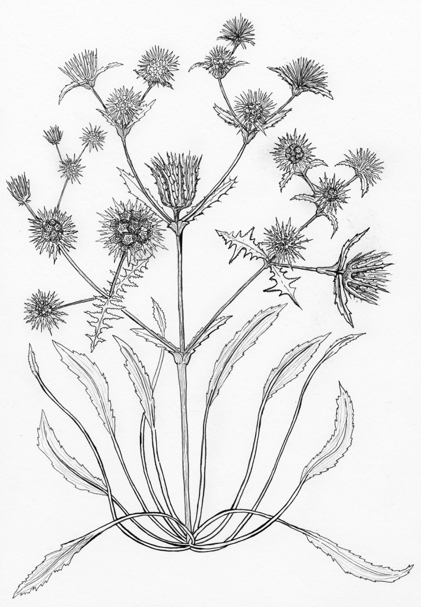 Eryngium-petiolatum