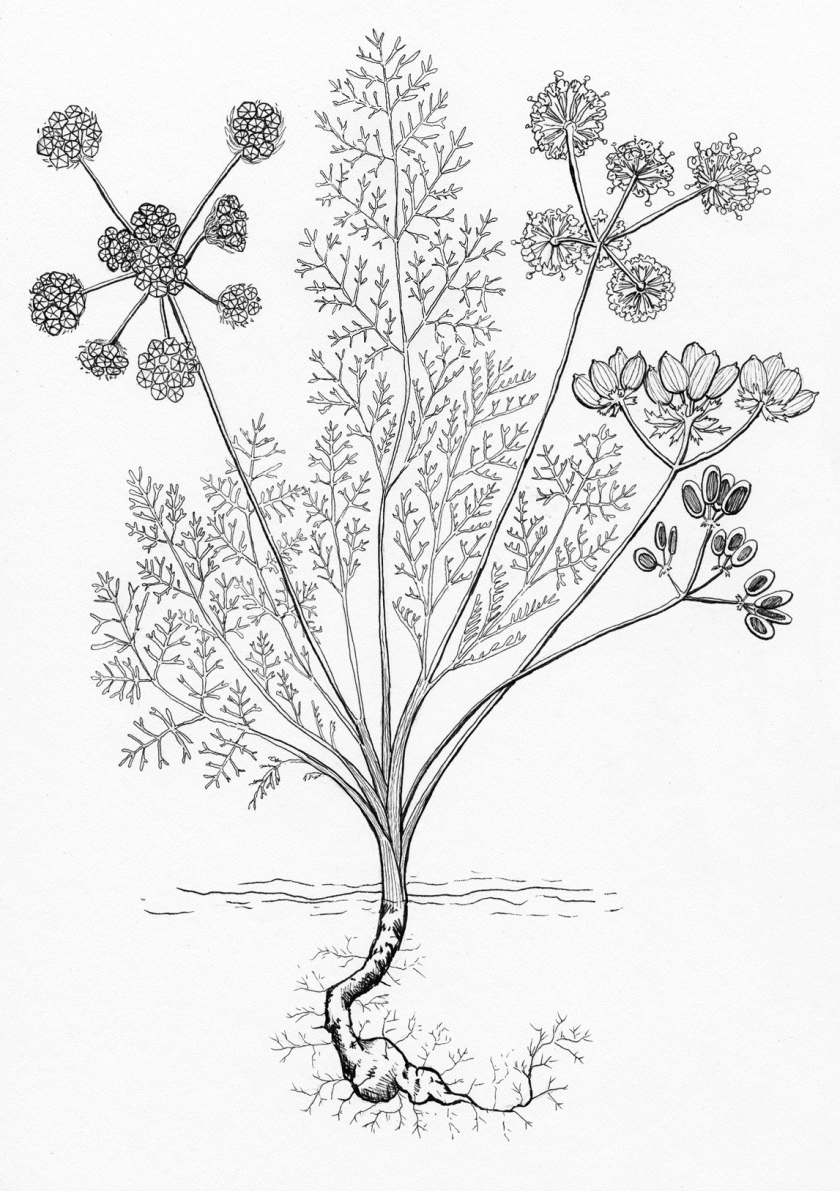 Lomatium-bradshawii